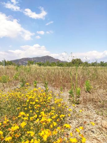 Terreno en camino de L'Assagador s/n