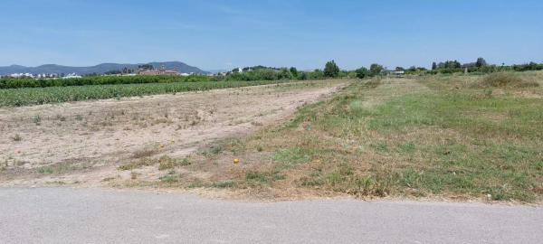 Terreno en Partida Cebolleta, 6