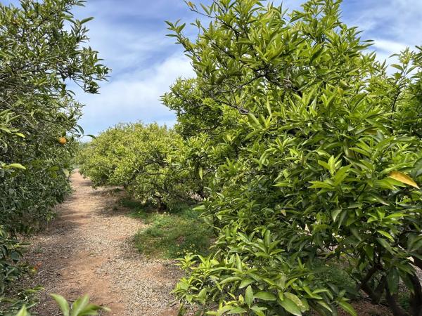 Terreno en calle Rei en Jaume