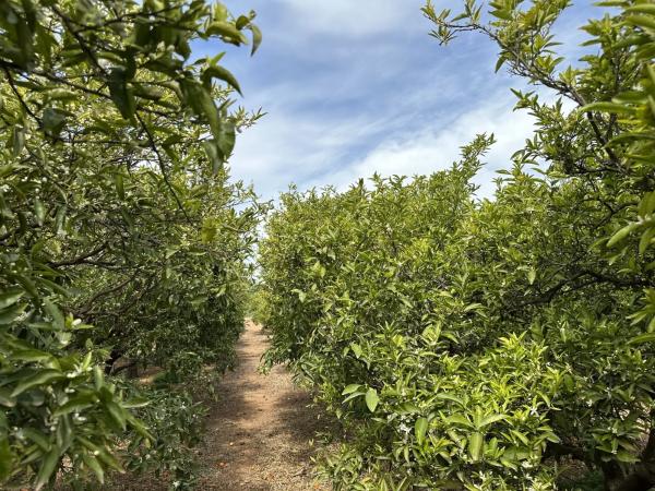 Terreno en calle Rei en Jaume