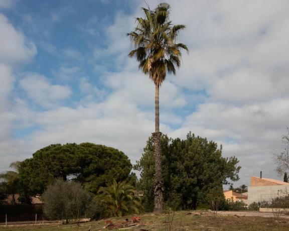 Terreno en calle Prunes, 6