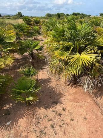 Terreno en via Sense Nom