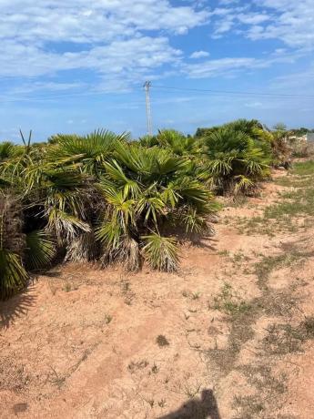 Terreno en camino Acotament