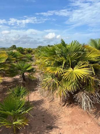Terreno en camino Acotament