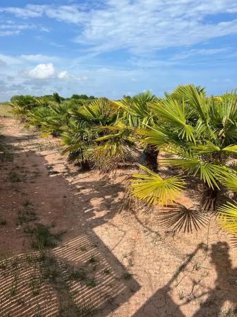 Terreno en camino la Canal