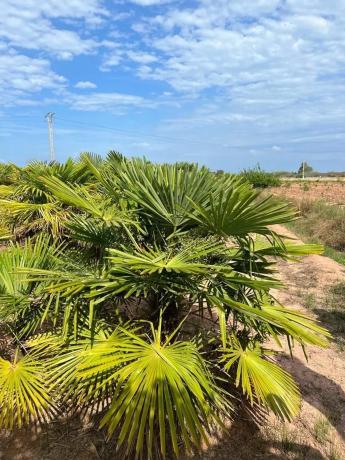 Terreno en camino la Canal