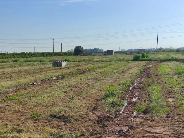 Terreno en calle Polígono 4, parcela 137 s/n