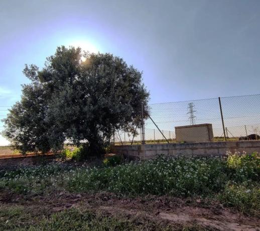 Terreno en calle Polígono 4, parcela 137 s/n