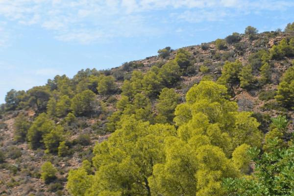 Terreno en paseo picayo