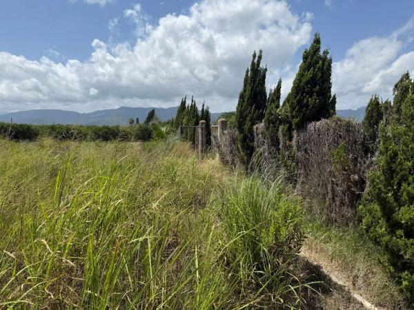 Terreno en camino Terres Noves s/n