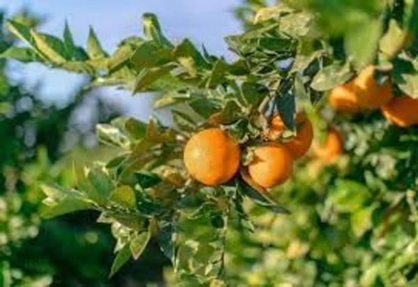 Terreno en Finca de la Clavera, 1