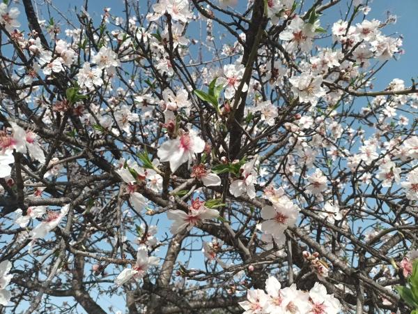 Terreno en carretera Montserrat, 60