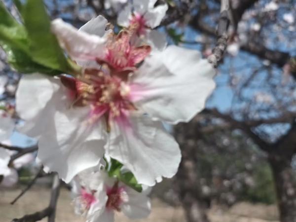 Terreno en carretera Montserrat, 60
