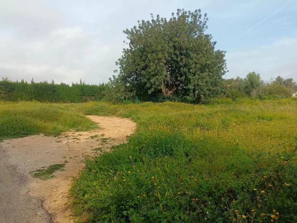 Terreno en Barrio Font del Teula - Mas de Pavia