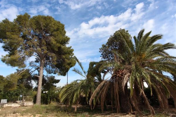 Terreno en plaza de la Hiedra