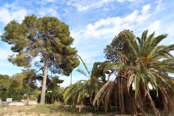 Terreno en plaza de la Hiedra