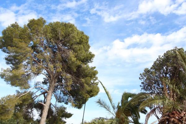 Terreno en plaza de la Hiedra