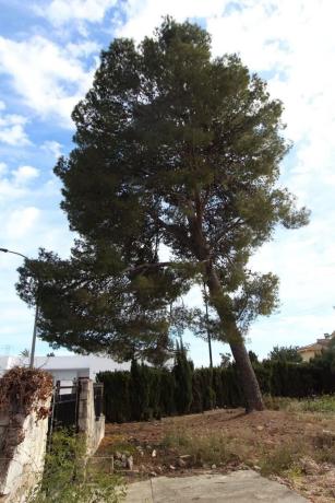 Terreno en plaza de la Hiedra