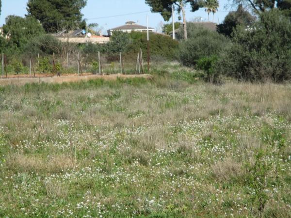 Terreno en calle de la Perdiu