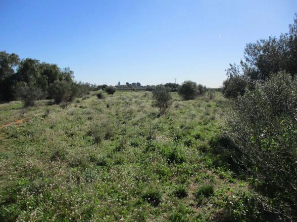 Terreno en calle de la Perdiu