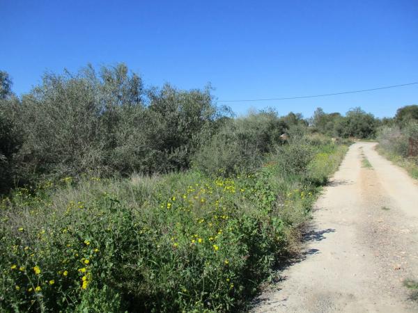 Terreno en calle del Pi Roig