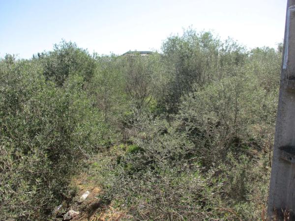 Terreno en calle del Pi Roig