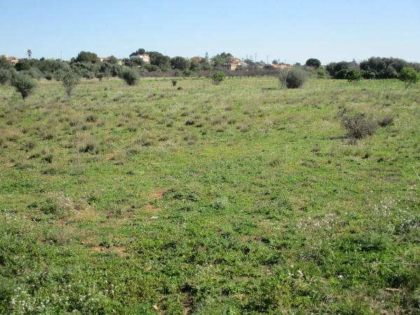 Terreno en calle de la Perdiu