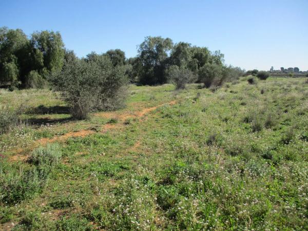 Terreno en calle de la Perdiu