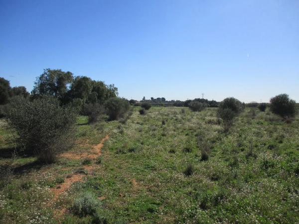 Terreno en calle de la Perdiu
