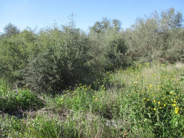 Terreno en calle del Pi Roig