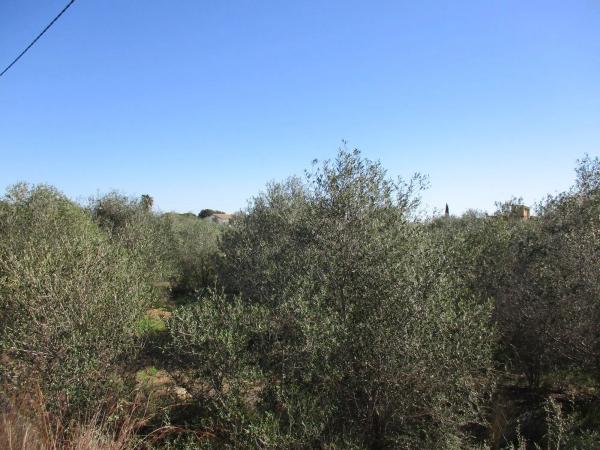 Terreno en calle del Pi Roig