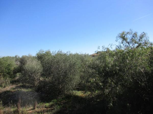 Terreno en calle del Pi Roig