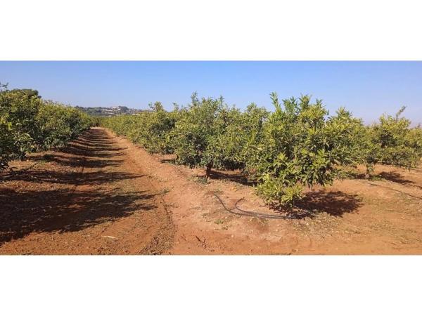 Terreno en Disseminat Polígon 37, 73 -75