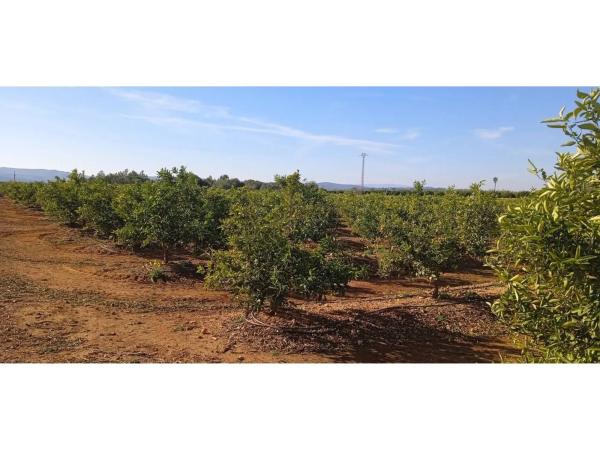 Terreno en Disseminat Polígon 37, 73 -75