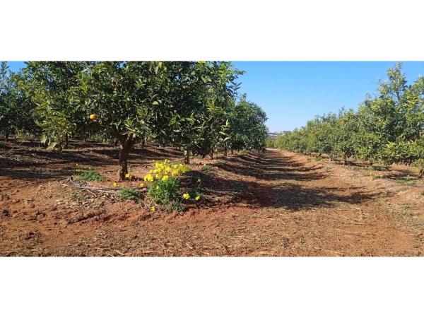 Terreno en Disseminat Polígon 37, 73 -75