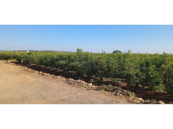 Terreno en Disseminat Polígon 37, 73 -75