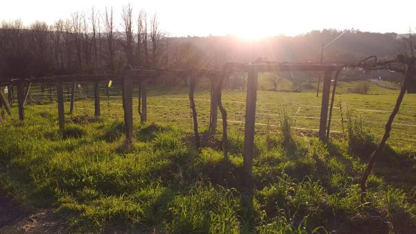 Terreno en lugar da carballeira, 139