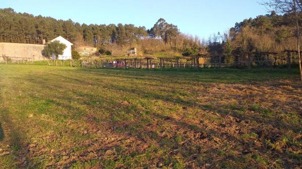 Terreno en lugar da carballeira, 139