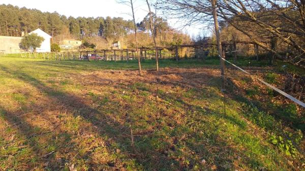 Terreno en lugar da carballeira, 139