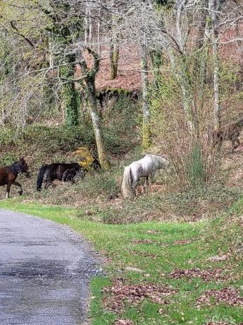 Terreno en Loureiro, 23