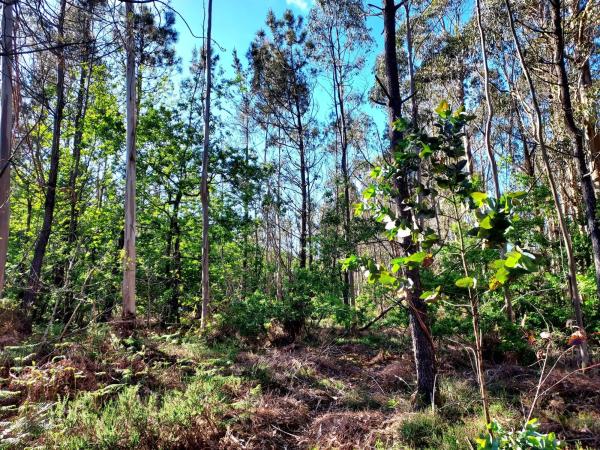 Terreno en alto da cruz s/n