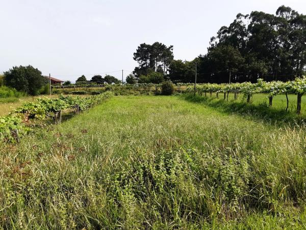 Terreno en a Granxa, 3
