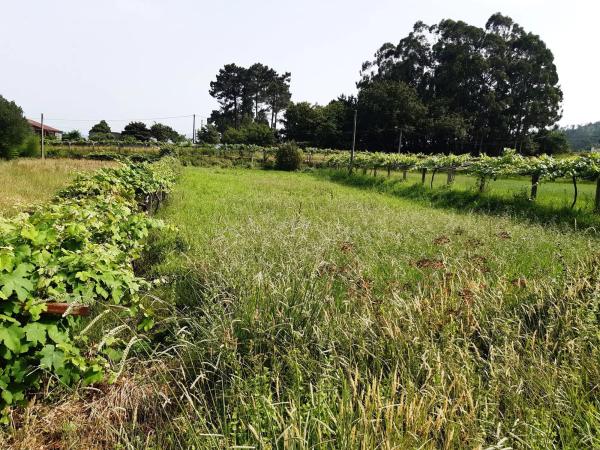 Terreno en a Granxa, 3