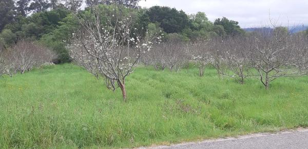 Terreno en camino das Pereiras, 1