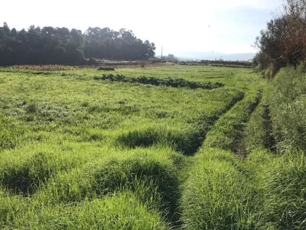 Terreno en Piñeiro s/n