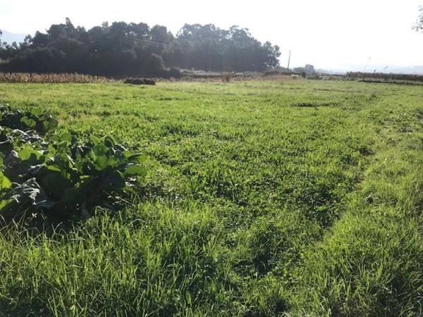 Terreno en Piñeiro s/n