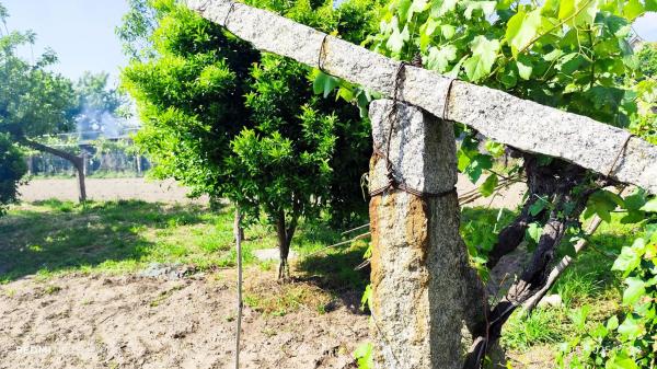 Terreno en Lugar Viña Pazo