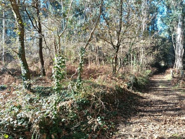 Terreno en Salvaterra de Miño