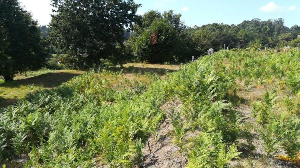 Terreno en Lugar a Cavadiña, 10