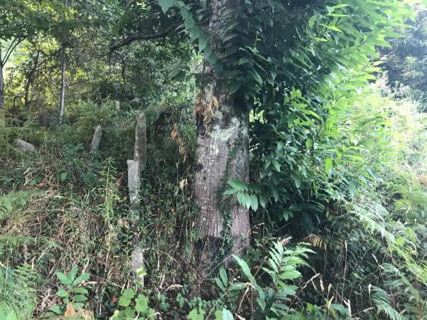 Terreno en Lugar Carballeira, 3